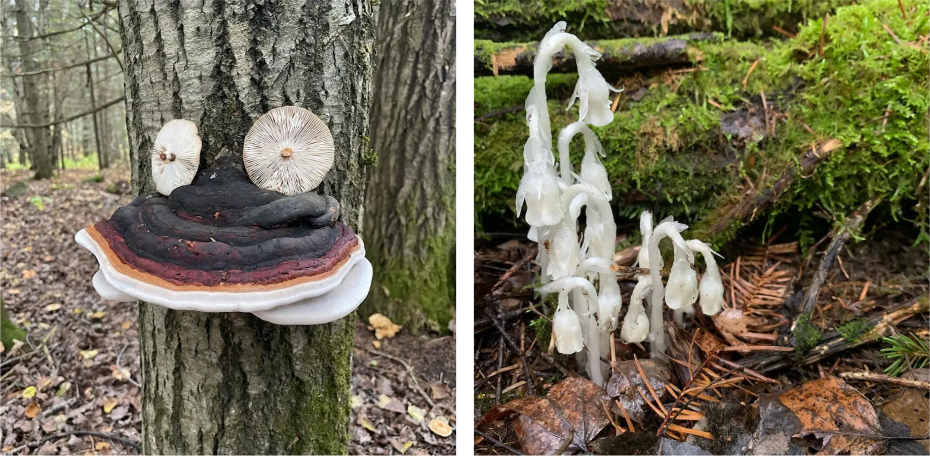 Mushrooms on a tree, and ghost pipe plants